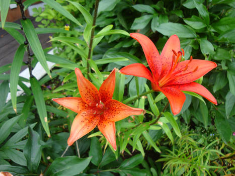 Red lilies