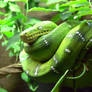 Green Tree Snake