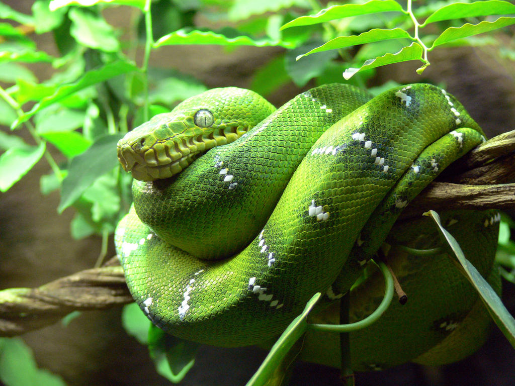 Большие зеленые змеи. Смарагдовый полоз. Зелёная мамба змея. Зеленая Болотная гадюка. Зеленый полоз.