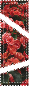 Red Roses Divider