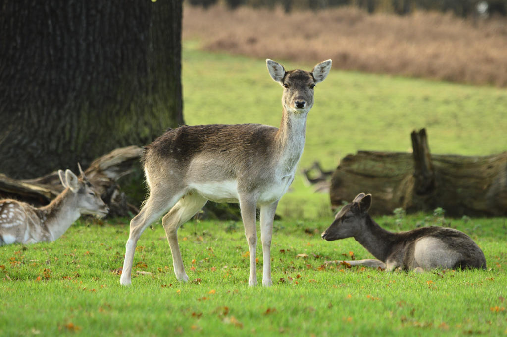 Fallow Deer STOCK by KijaniKinyonga Fallow Deer STOCK by KijaniKinyonga