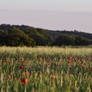 Poppy Meadow STOCK