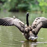 Canada Goose Wing STOCK