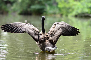 Canada Goose Wing STOCK