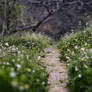 Fairy Path STOCK