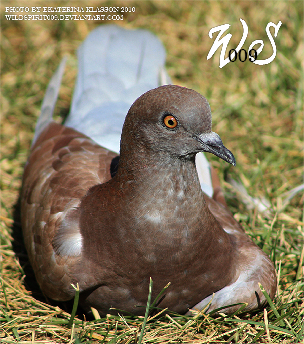 brown pigeon