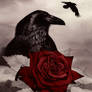 The Rose and the Raven