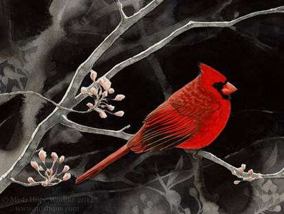 Dark Spring (Northern Cardinal)