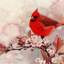 Spring Cardinal