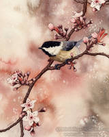 Spring Chickadee