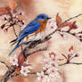 Spring Bluebird