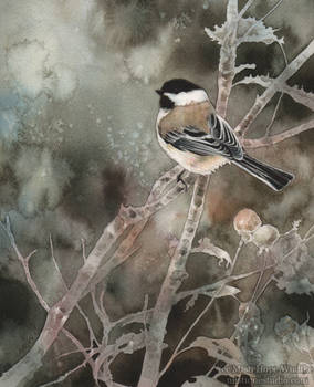 November Chickadee