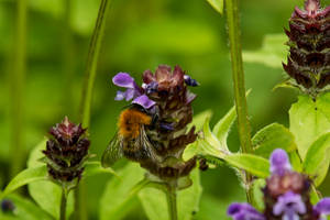 In my garden