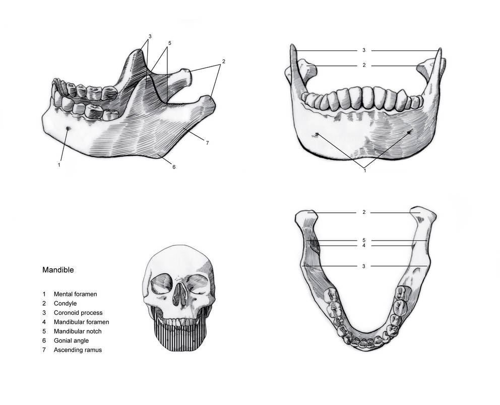Mandule Human Mandible by Bryn-Summers on DeviantArt