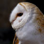 Barn Owl