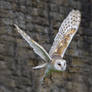 Barn Owl in Flight
