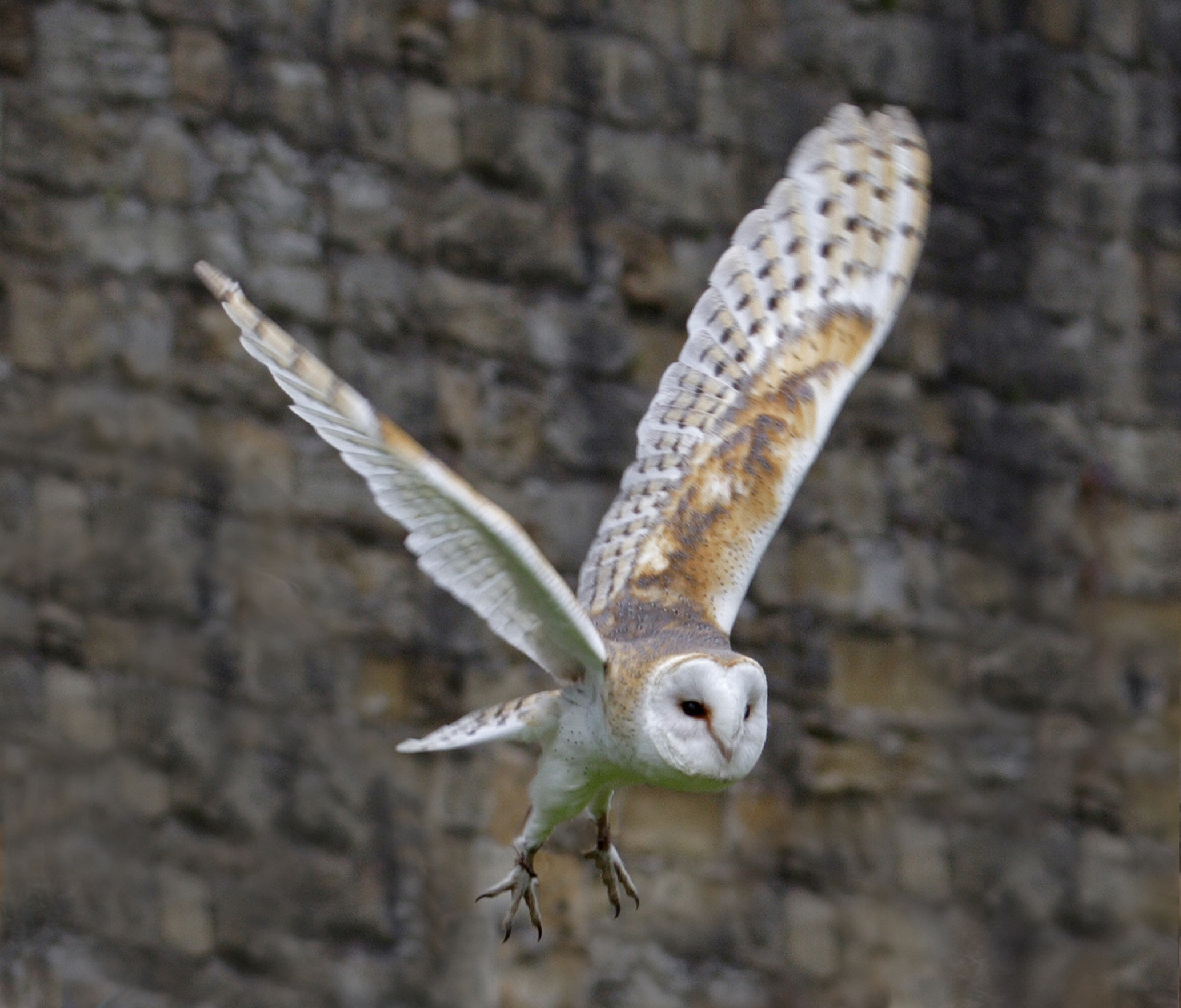 Barn Owl in Flight