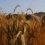 Barley Ann
