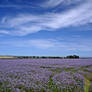 Linseed Field