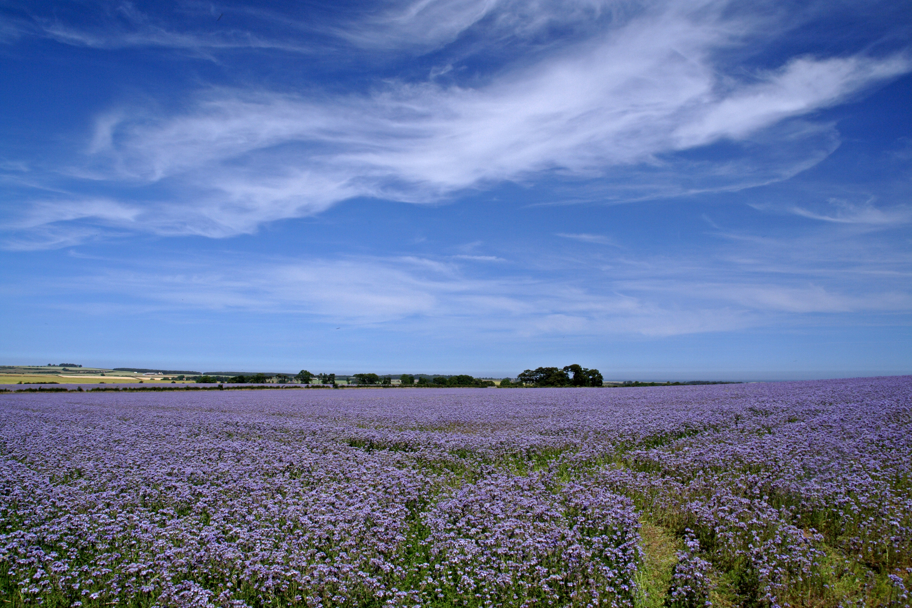 Linseed Field