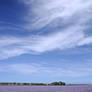 Linseed Field 2