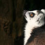 Lemur
