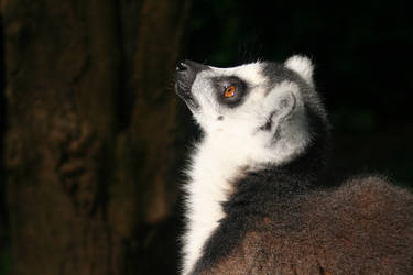 Lemur