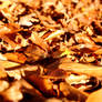 Autumn Leaves