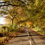 Autumn Road