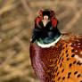 Ring Necked Pheasant