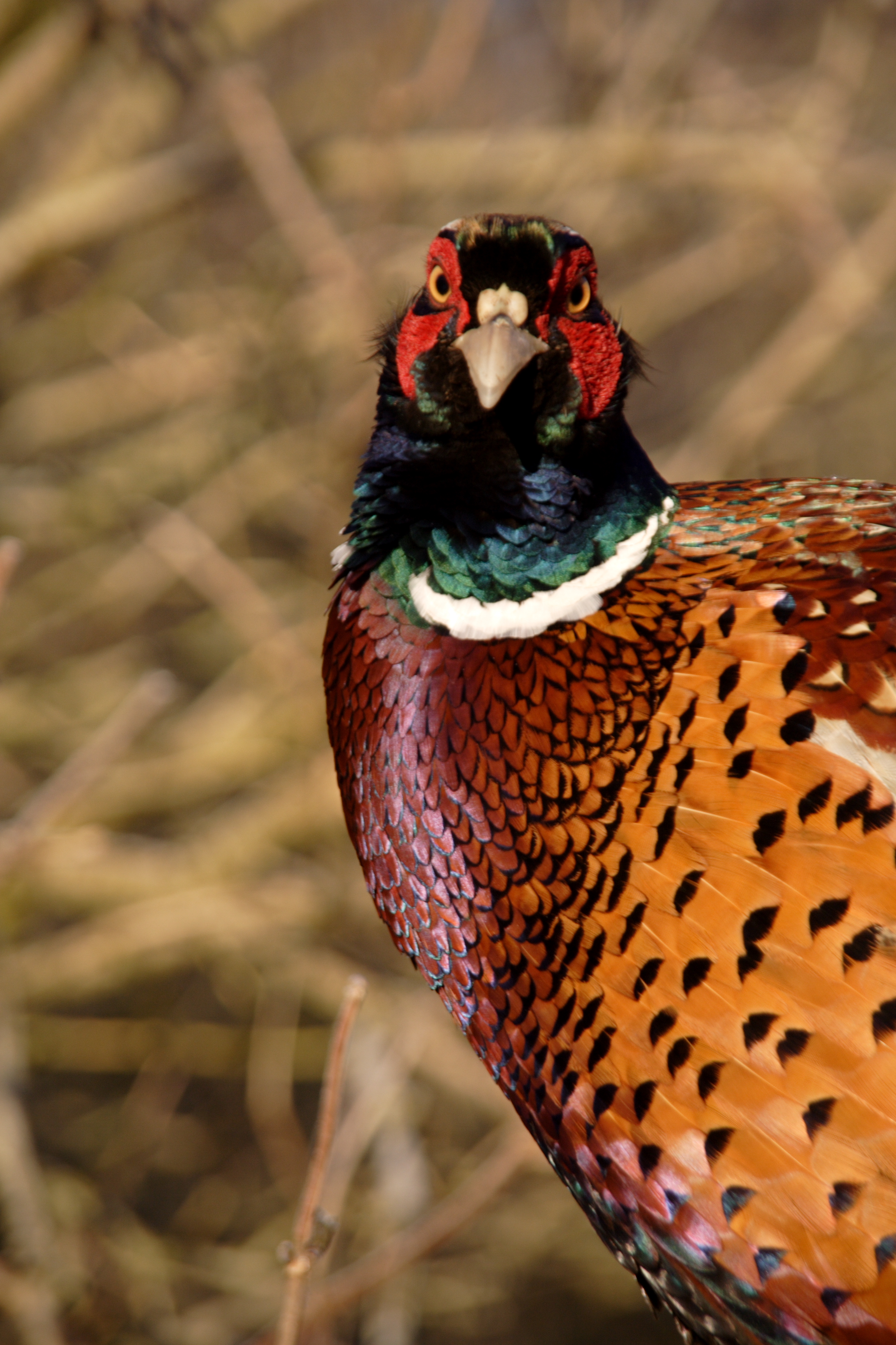 Ring Necked Pheasant