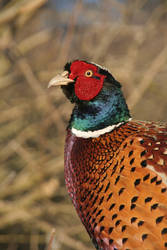 Pheasant warming up