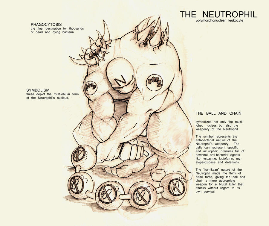 The Neutrophil