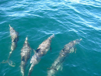 Dolphins