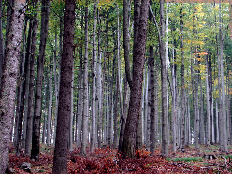 Silver autumn