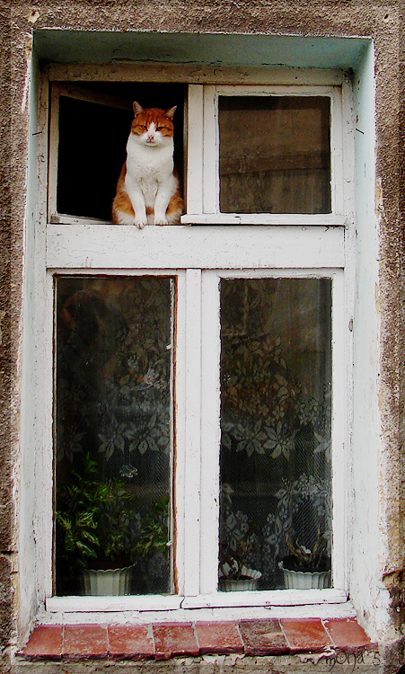 Cat - window's cat - closer