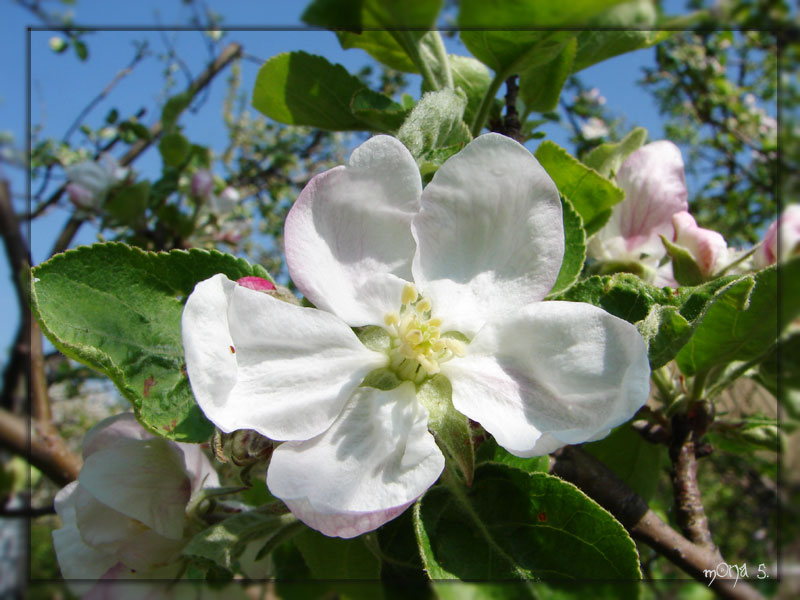 Let apple tree flowers