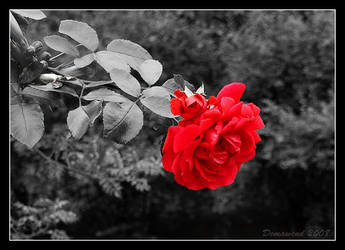 Red Rose