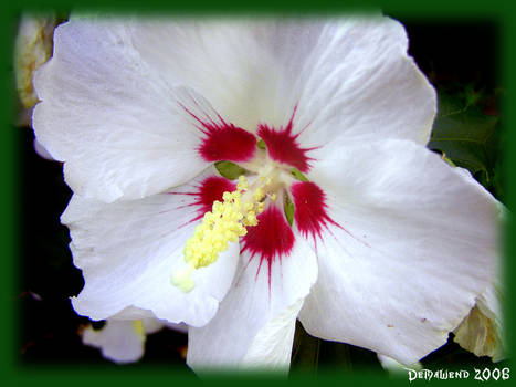 Red-white flower