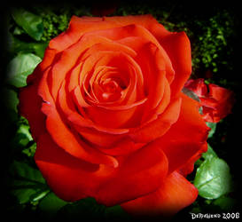 Red rose 'old'