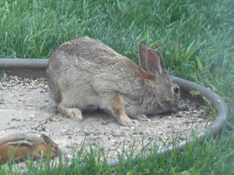 Bunneh and chipmunk.