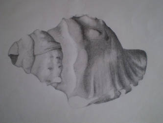 Shell in Shading