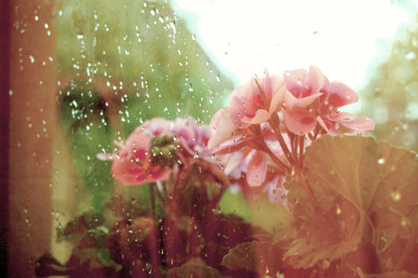 Devas Raining Flowers Rainy flowers by porcelainD on DeviantArt