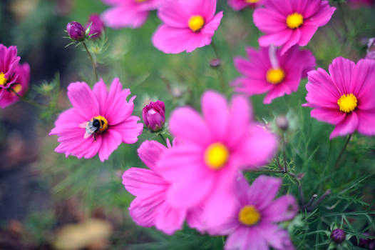 pinkish bumblebee