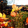 Three Orange Leaves