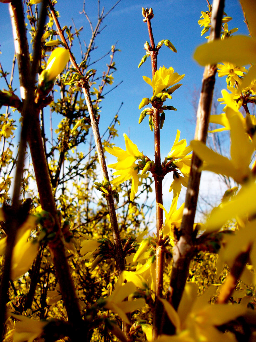 Spring Forsythia