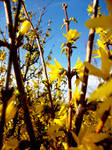 Spring Forsythia by GestianPoet21