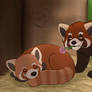 Red Pandas