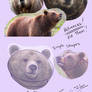 Bear Features Tutorial