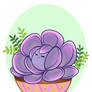 Succulent Quincy
